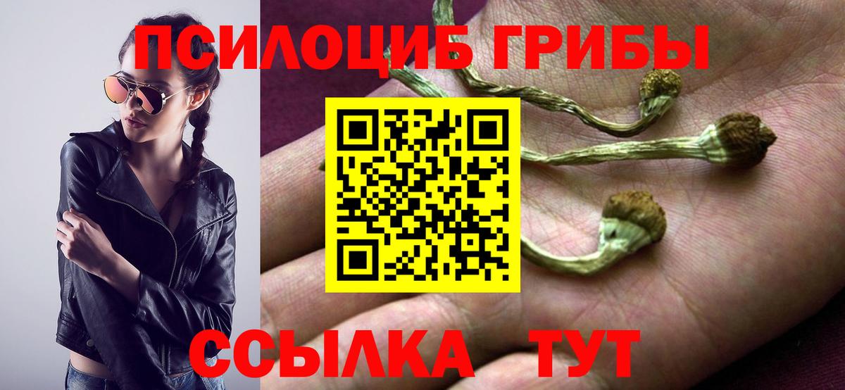 Псилоцибиновые грибы Psilocybe Краснотурьинск